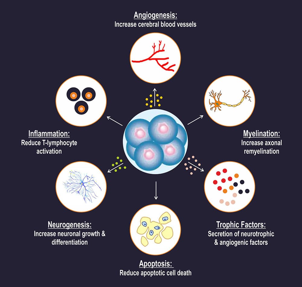 Dementia Treatment, Types Of Dementia