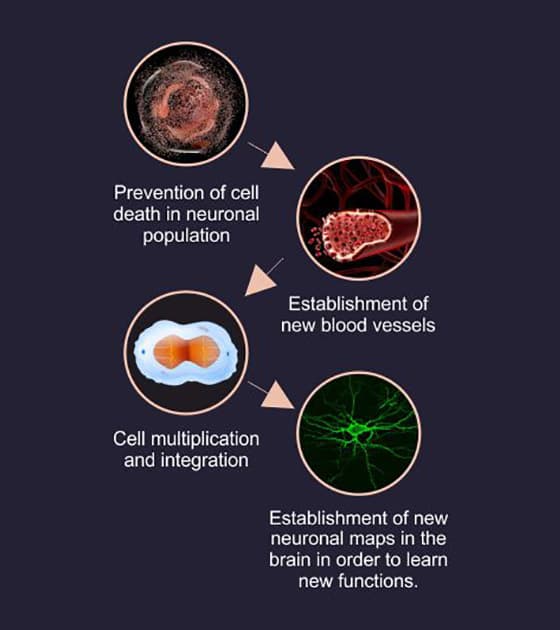 cell therapy For Intellectual Disability, Intellectual Disability