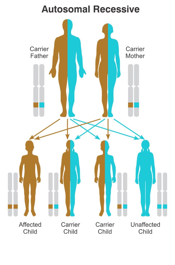 Muscular Dystrophy Treatment