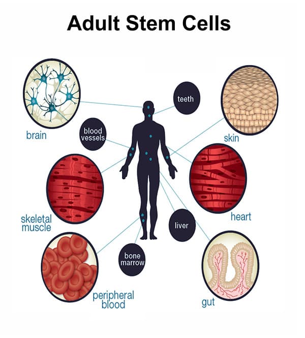 Advances in stem cell research and therapeutic development - Nature Cell  Biology